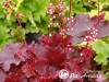 Alūnė ,Fire Chief' (lot. Heuchera)
